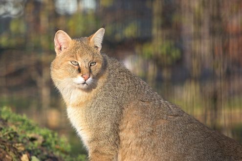 Обои на рабочий стол Камышовый кот на размытом фоне, by Ilona Krijgsman