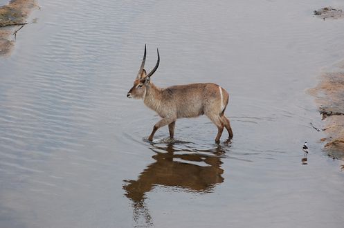 Обои на рабочий стол Водяной козел стоит в воде, by Tzaneen / South