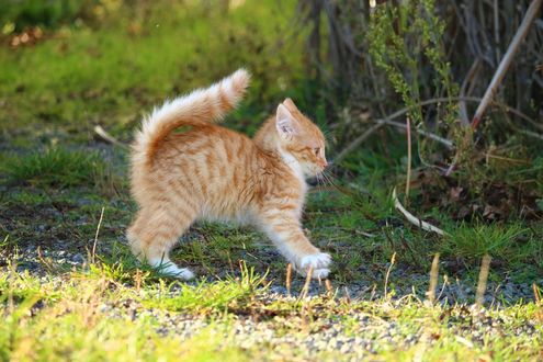 Обои на рабочий стол Рыжий котенок стоит на траве, by rihaij