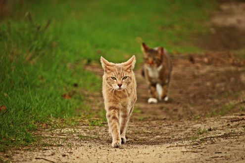 Картинка куда идет кот вверх или вниз