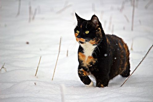 Обои на рабочий стол Трехшерстная кошка стоит на снегу, by rihaij