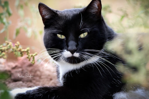 Обои на рабочий стол Черный кот в траве, фотограф Martin Schаfer