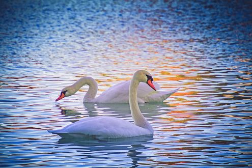 Обои на рабочий стол Лебеди на воде, by Nicky