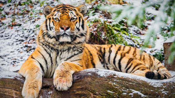 Обои на рабочий стол Амурский тигр лежит на припорошенной снегом земле, by Tambako the Jaguar