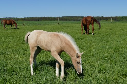 Обои на рабочий стол Лошади и жеребенок пасутся на лугу, by Lilo