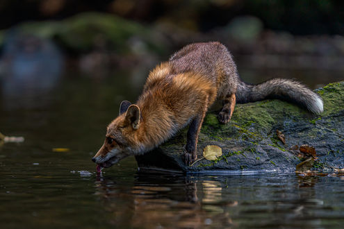 Обои на рабочий стол Лиса лакает воду у реки, by Stefan Wachter