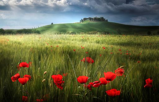 Обои на рабочий стол Поле маков под облачным небом, by Alberto Ghizzi Panizza