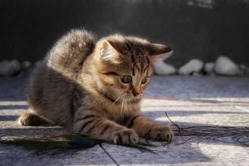 Попугай с 1 пером танцует на столе