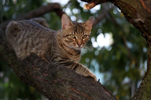 Обои на рабочий стол Кошка сидит на сучке дерева, by Adina Voicu