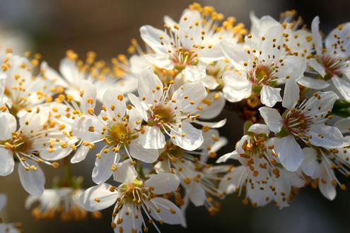 Обои на рабочий стол Ветки цветущей вишни, by Adina Voicu