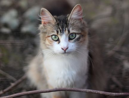 Обои на рабочий стол Серо-белая кошка на размытом фоне, by Adina Voicu