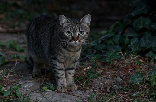 Обои на рабочий стол Серая кошка с зелеными глазами, by Adina Voicu