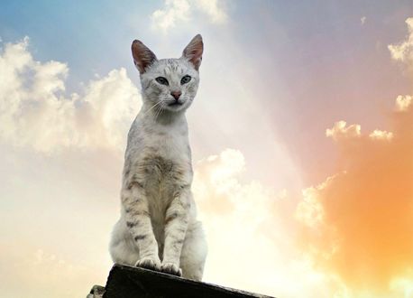 Обои на рабочий стол Серый кот сидит на крыше на фоне неба с облаками, by Adina Voicu