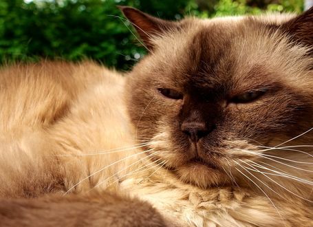 Обои на рабочий стол Британская короткошерстная кошка крупным планом, by Alexas_Fotos