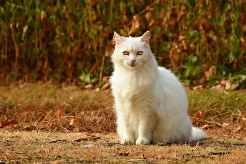 Обои на рабочий стол Белая кошка сидит на земле, by Mabel Amber