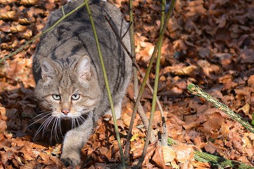 Обои на рабочий стол Серая кошка стоит на листве, by Jurgen
