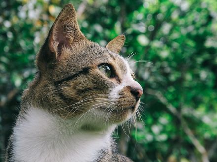 Обои на рабочий стол Серо-белая кошка на размытом фоне, by Pexels