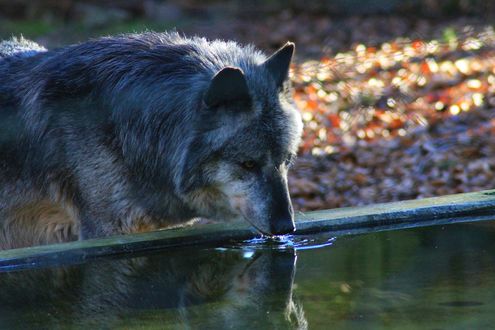 Обои на рабочий стол Волк пьет воду, byJasmin Raffaele