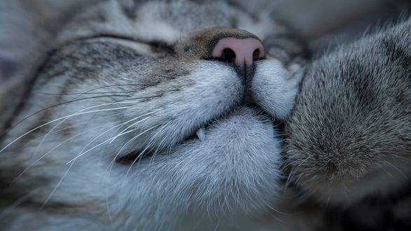 Кот спит на стуле