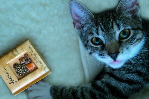 Обои на рабочий стол Серо-белая кошка с коробкой, by Gundula Vogel