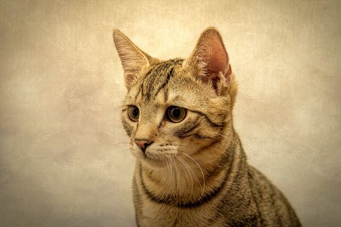 Обои на рабочий стол Серый котенок на размытом фоне, by Gundula Vogel