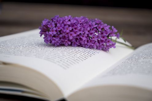 Обои на рабочий стол Ветка сирени лежит на раскрытой книге, by Bruno