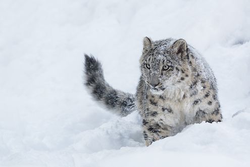 Обои на рабочий стол Снежный барс в снегу