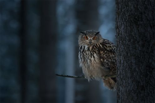 Обои на рабочий стол Сова на ветке дерева, by Andreas Bobanac