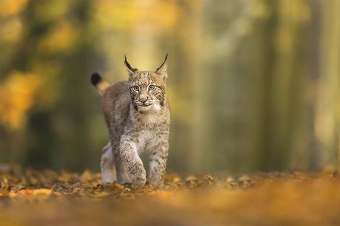 Обои на рабочий стол Рысь стоит на осенней листве, by Andreas Bobanac