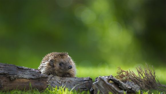 Обои на рабочий стол Ежик у коряги, by Andreas Bobanac