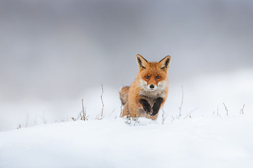 Обои на рабочий стол Лиса на снегу, by Andreas Bobanac