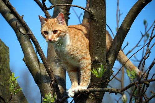 Обои на рабочий стол Рыжая кошка в ветвях дерева, by rihaij