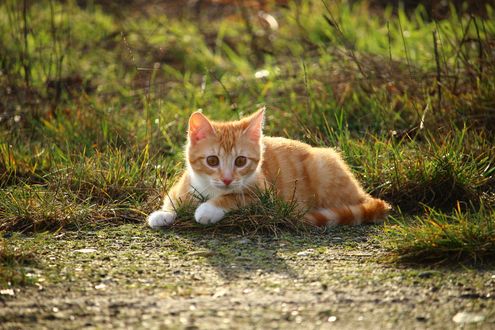 Обои на рабочий стол Рыжий котенок лежит на земле, by rihaij