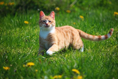 Обои на рабочий стол Рыжая кошка играет в траве, by rihaij