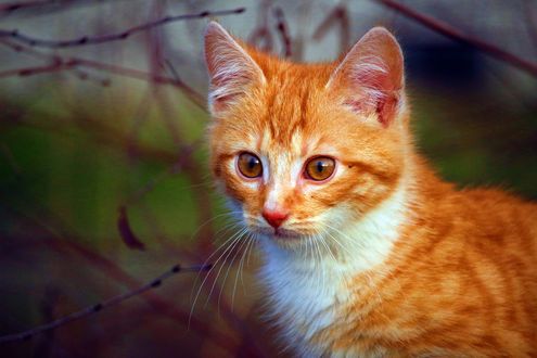 Обои на рабочий стол Рыже-белый котенок на размытом фоне, by rihaij