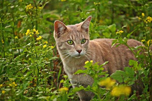 Обои на рабочий стол Серая кошка на фоне высоких полевых цветов, by rihaij