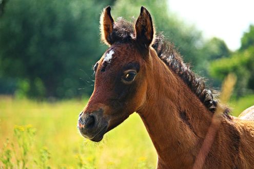 Обои на рабочий стол Жеребенок на размытом фоне, by rihaij