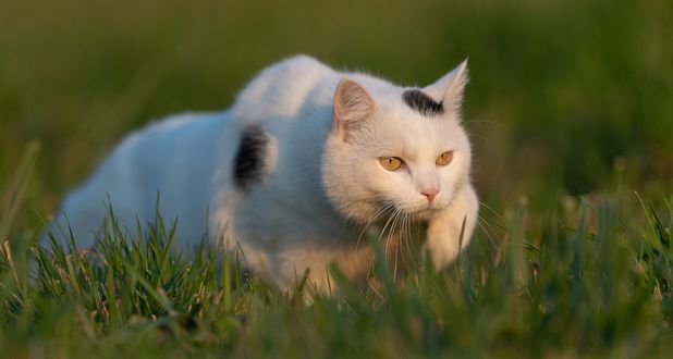 Обои на рабочий стол Белая кошка с черными пятнышками в траве, by Nadja Auer