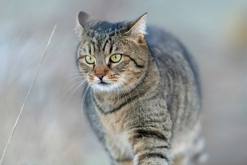 Обои на рабочий стол Серая кошка на размытом фоне, by Nadja Auer