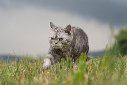 Обои на рабочий стол Серый кот в траве, by Nadja Auer