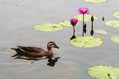 Обои на рабочий стол Утка в воде пруда на фоне розовых водяных лилий, by Jaesung An