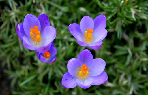 Обои на рабочий стол Сиреневые крокусы на размытом фоне, by Frauke Riether