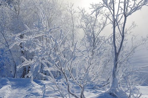 Обои на рабочий стол Заснеженные ветки деревьев, фотограф Наталья Коллегова
