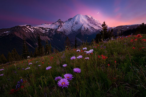 Обои на рабочий стол Цветущий луг в национальном парке Маунт-Рейнир / Mount Rainier National Park, США, by Doug Shearer