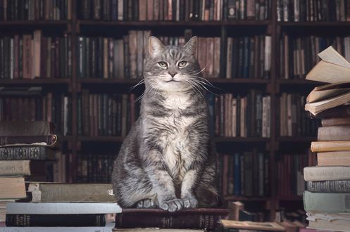 Обои на рабочий стол Серый с белым кот сидит на книгах в библиотеке