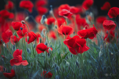 Обои на рабочий стол Поле красных маков, by Anke Kneifel