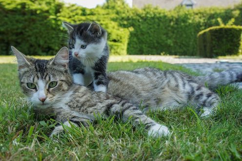 Обои на рабочий стол Котенок залез на маму-кошку, by Dimitri Houtteman
