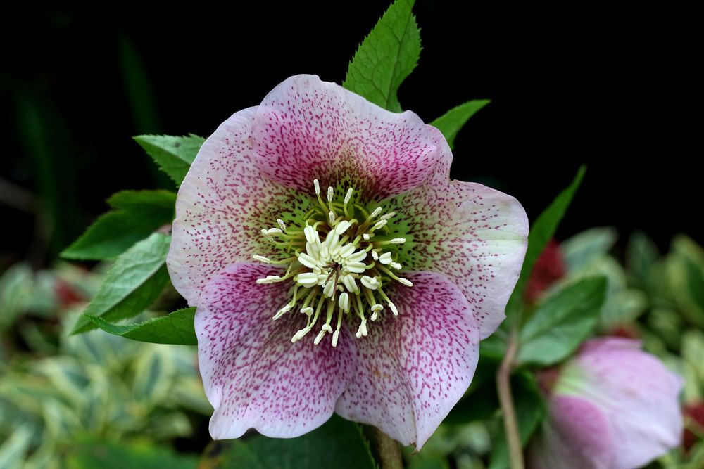 Обои для рабочего стола Цветы морозника на размытом фоне, by Helleborus Orientalis