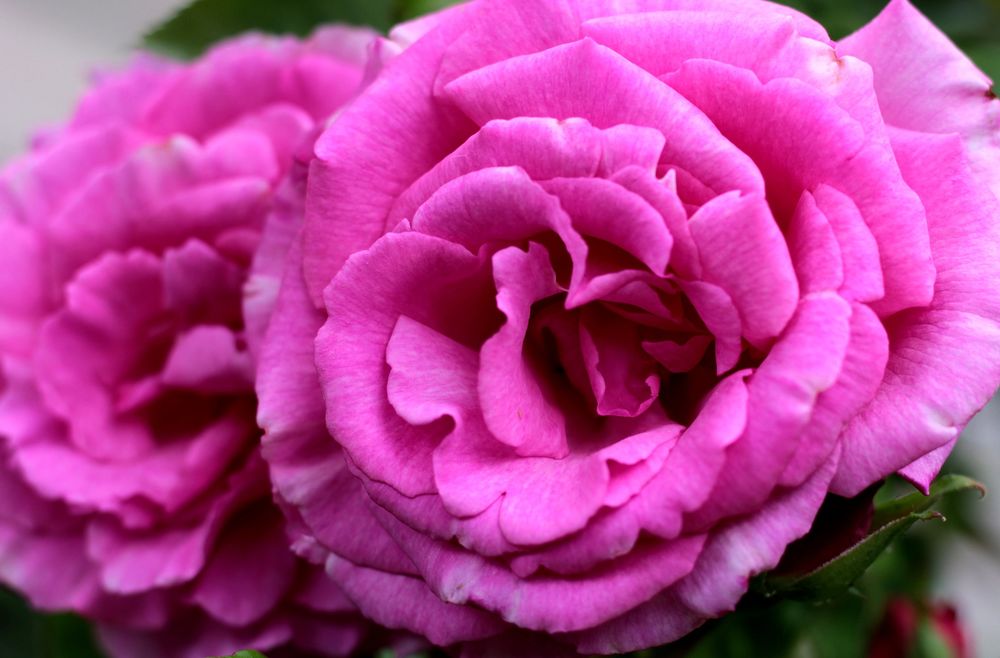 Обои для рабочего стола Розовые розы крупным планом, by Sonja Kalee