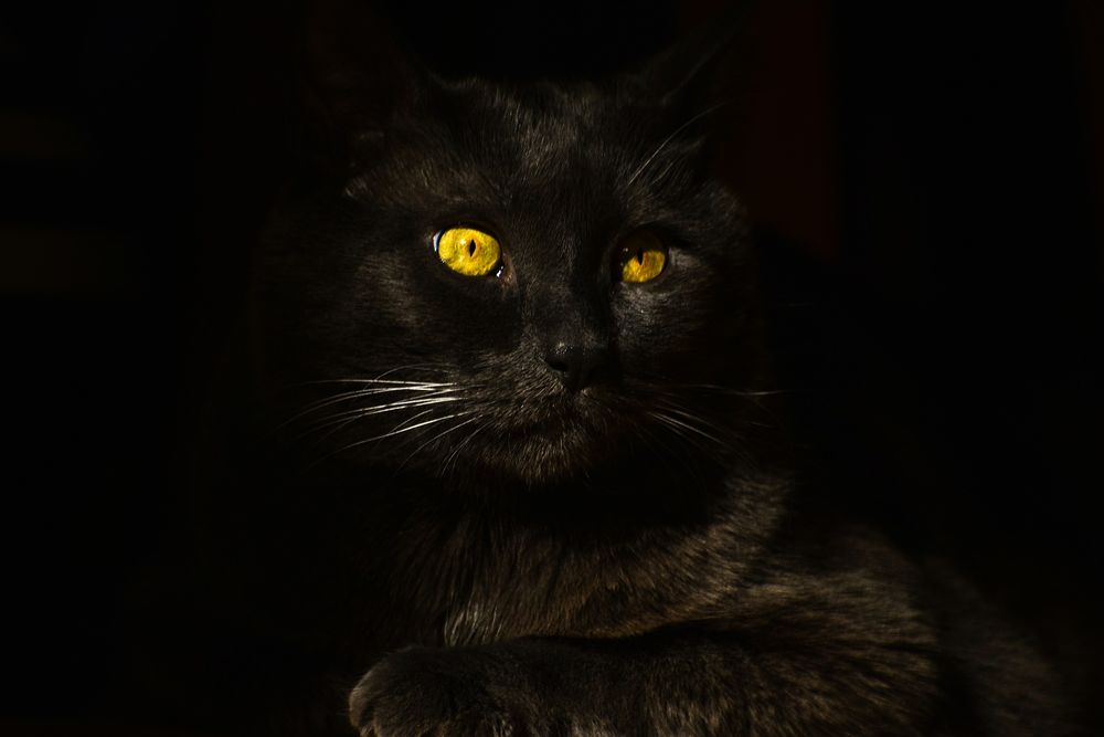 Обои для рабочего стола Черная кошка с желтыми глазами на темном фоне, by Martin Lazarov